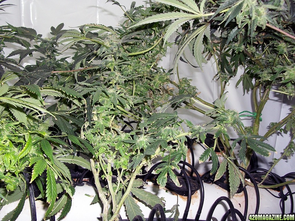 KingJohnC_s_Green_Sun_LED_Lights_Znet4_Aeroponic_Indoor_Grow_Journal_and_Review_2014-12-25_-_031.JPG