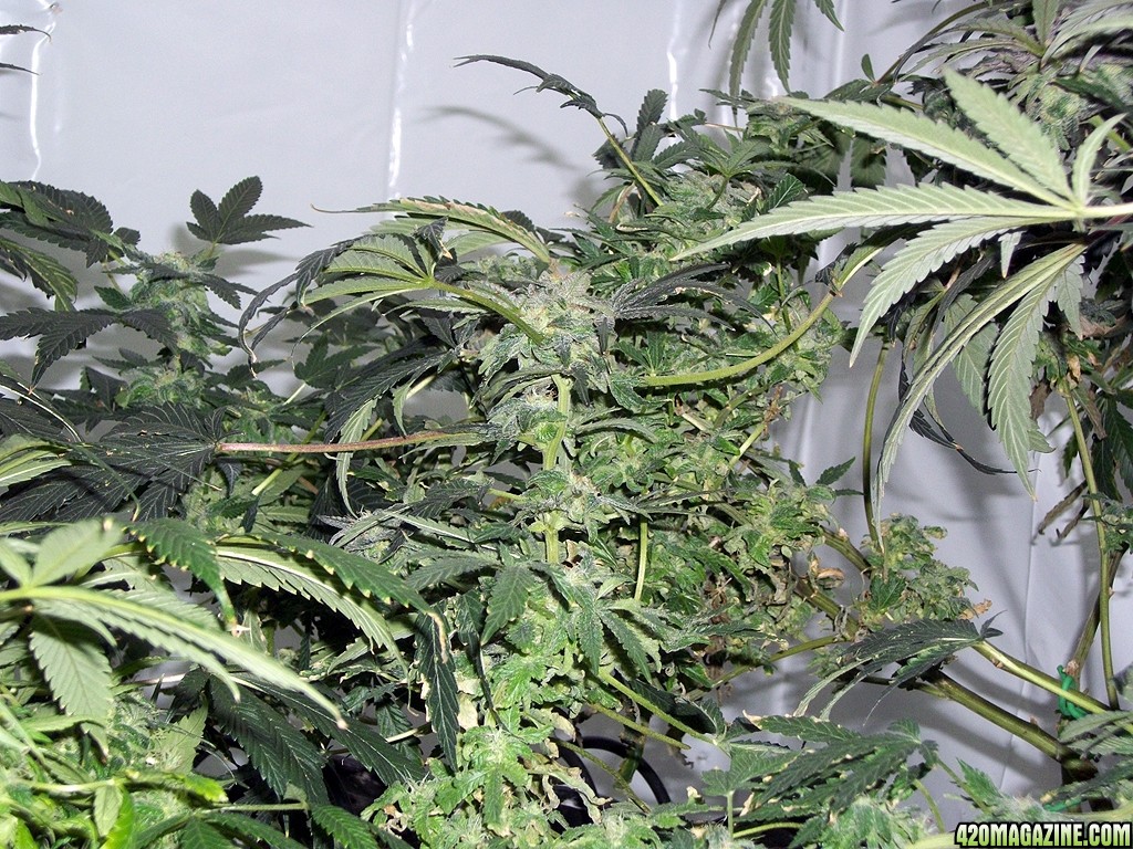 KingJohnC_s_Green_Sun_LED_Lights_Znet4_Aeroponic_Indoor_Grow_Journal_and_Review_2014-12-25_-_032.JPG