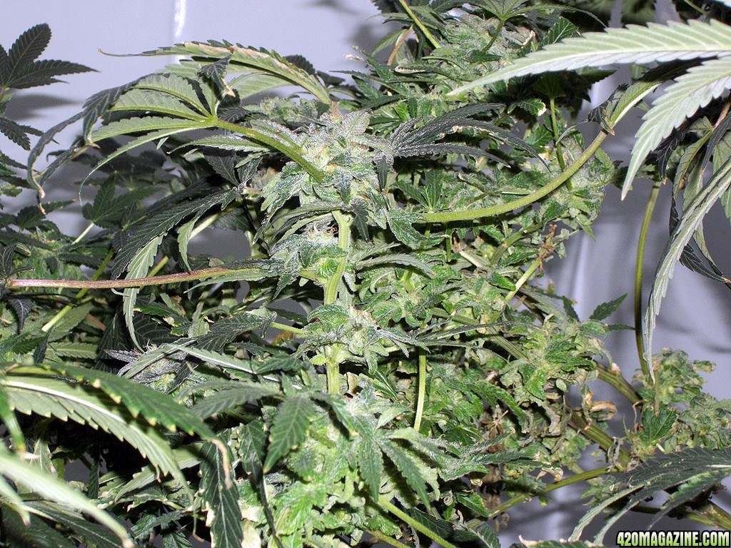 KingJohnC_s_Green_Sun_LED_Lights_Znet4_Aeroponic_Indoor_Grow_Journal_and_Review_2014-12-25_-_033.JPG