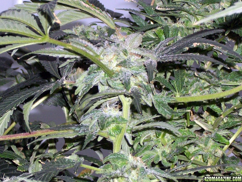 KingJohnC_s_Green_Sun_LED_Lights_Znet4_Aeroponic_Indoor_Grow_Journal_and_Review_2014-12-25_-_034.JPG
