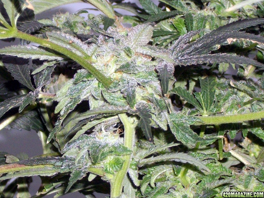 KingJohnC_s_Green_Sun_LED_Lights_Znet4_Aeroponic_Indoor_Grow_Journal_and_Review_2014-12-25_-_035.JPG