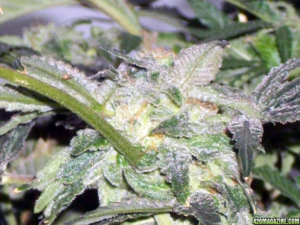 KingJohnC_s_Green_Sun_LED_Lights_Znet4_Aeroponic_Indoor_Grow_Journal_and_Review_2014-12-25_-_036.JPG