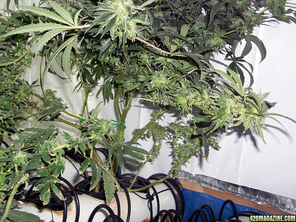 KingJohnC_s_Green_Sun_LED_Lights_Znet4_Aeroponic_Indoor_Grow_Journal_and_Review_2014-12-25_-_037.JPG