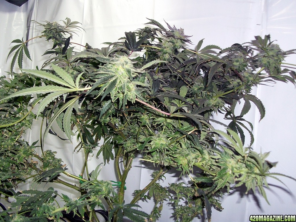 KingJohnC_s_Green_Sun_LED_Lights_Znet4_Aeroponic_Indoor_Grow_Journal_and_Review_2014-12-25_-_038.JPG