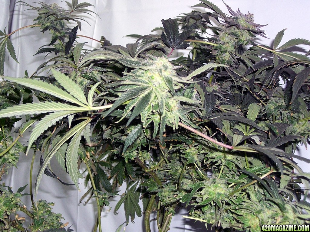 KingJohnC_s_Green_Sun_LED_Lights_Znet4_Aeroponic_Indoor_Grow_Journal_and_Review_2014-12-25_-_039.JPG