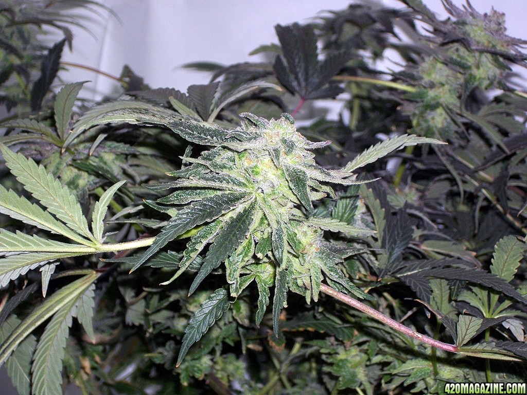 KingJohnC_s_Green_Sun_LED_Lights_Znet4_Aeroponic_Indoor_Grow_Journal_and_Review_2014-12-25_-_040.JPG