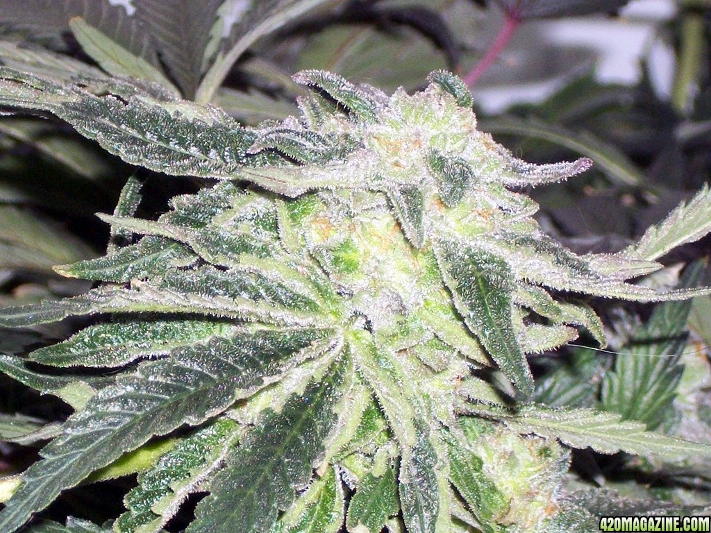 KingJohnC_s_Green_Sun_LED_Lights_Znet4_Aeroponic_Indoor_Grow_Journal_and_Review_2014-12-25_-_042.JPG