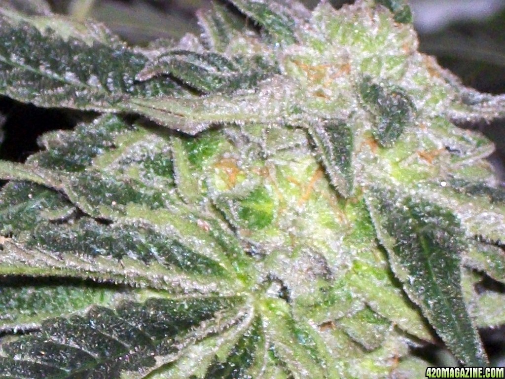 KingJohnC_s_Green_Sun_LED_Lights_Znet4_Aeroponic_Indoor_Grow_Journal_and_Review_2014-12-25_-_043.JPG
