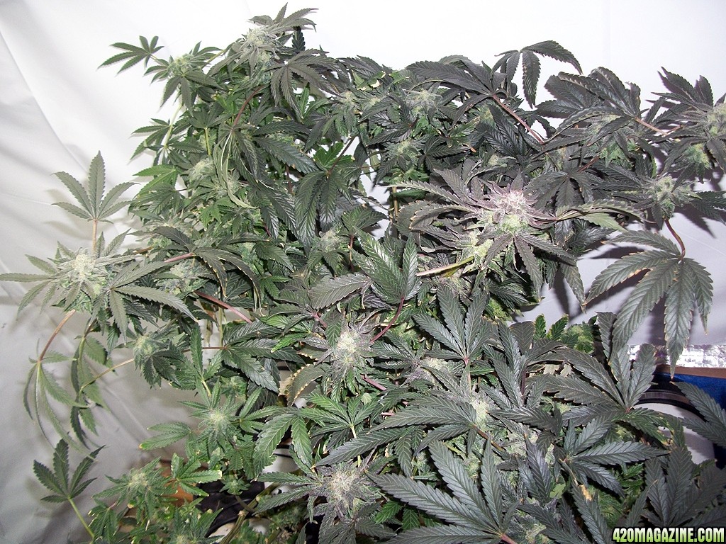 KingJohnC_s_Green_Sun_LED_Lights_Znet4_Aeroponic_Indoor_Grow_Journal_and_Review_2014-12-25_-_044.JPG