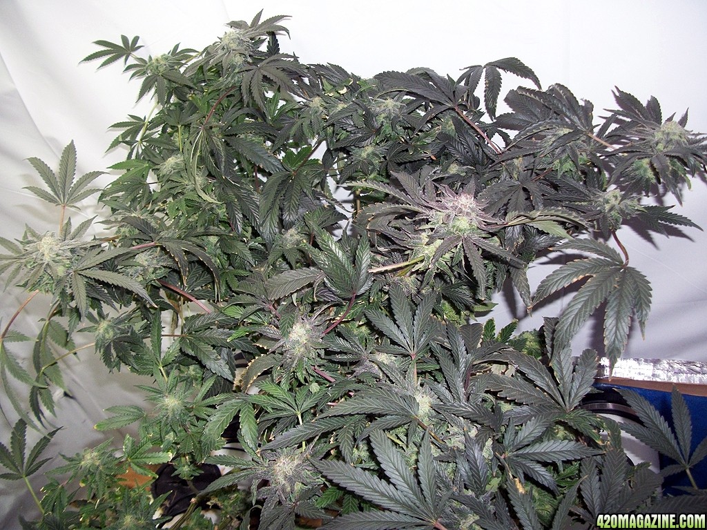 KingJohnC_s_Green_Sun_LED_Lights_Znet4_Aeroponic_Indoor_Grow_Journal_and_Review_2014-12-25_-_045.JPG