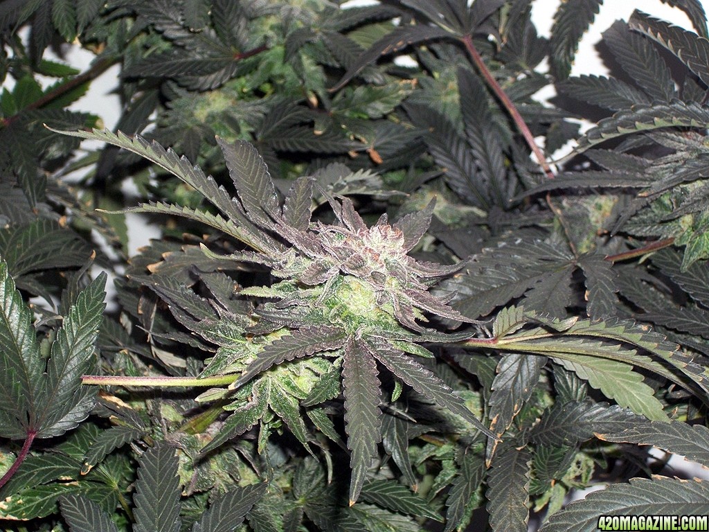 KingJohnC_s_Green_Sun_LED_Lights_Znet4_Aeroponic_Indoor_Grow_Journal_and_Review_2014-12-25_-_047.JPG