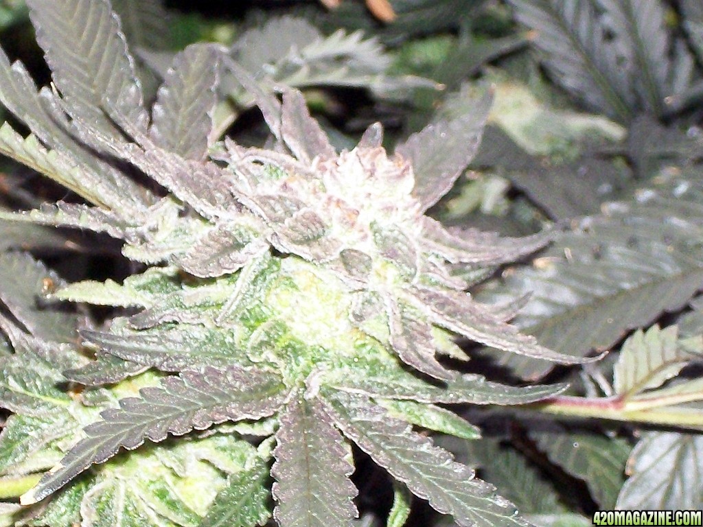 KingJohnC_s_Green_Sun_LED_Lights_Znet4_Aeroponic_Indoor_Grow_Journal_and_Review_2014-12-25_-_048.JPG