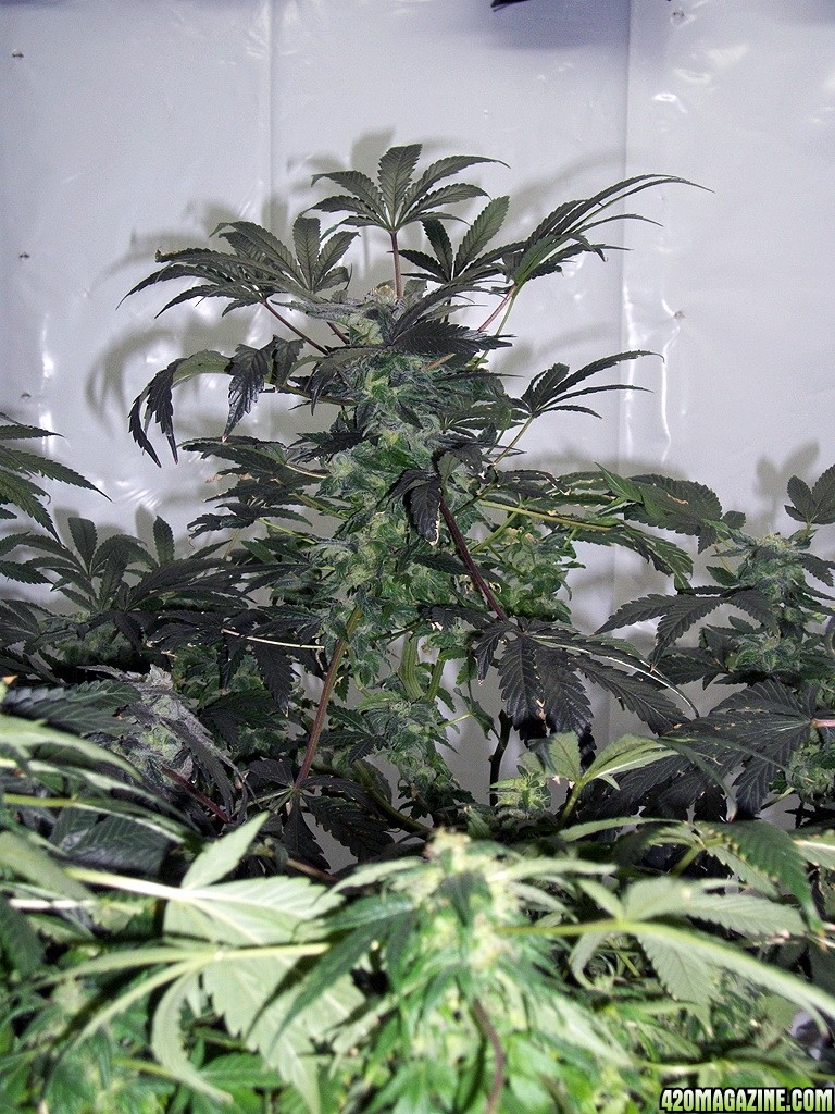 KingJohnC_s_Green_Sun_LED_Lights_Znet4_Aeroponic_Indoor_Grow_Journal_and_Review_2014-12-25_-_050.JPG