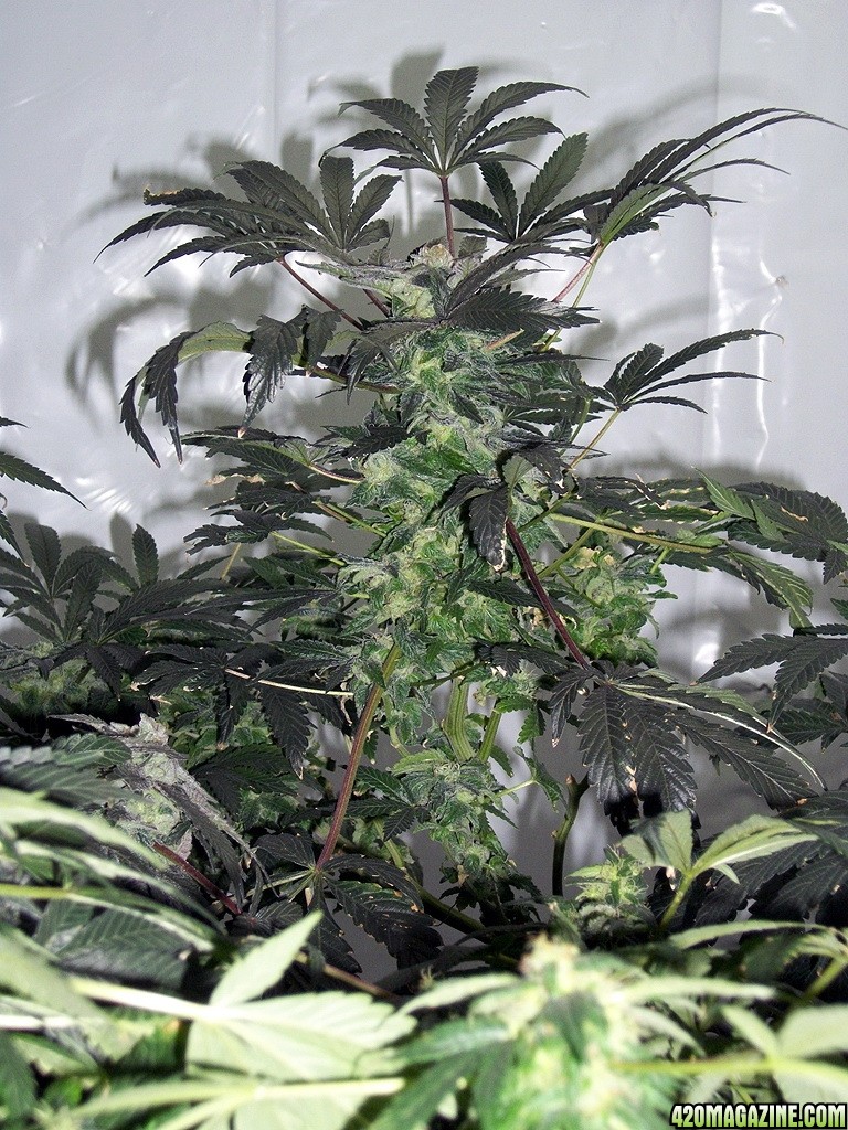 KingJohnC_s_Green_Sun_LED_Lights_Znet4_Aeroponic_Indoor_Grow_Journal_and_Review_2014-12-25_-_051.JPG