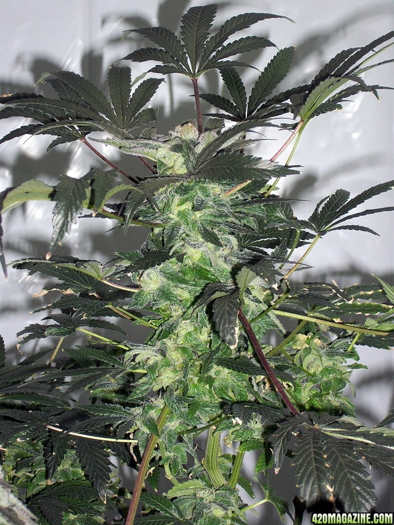 KingJohnC_s_Green_Sun_LED_Lights_Znet4_Aeroponic_Indoor_Grow_Journal_and_Review_2014-12-25_-_052.JPG