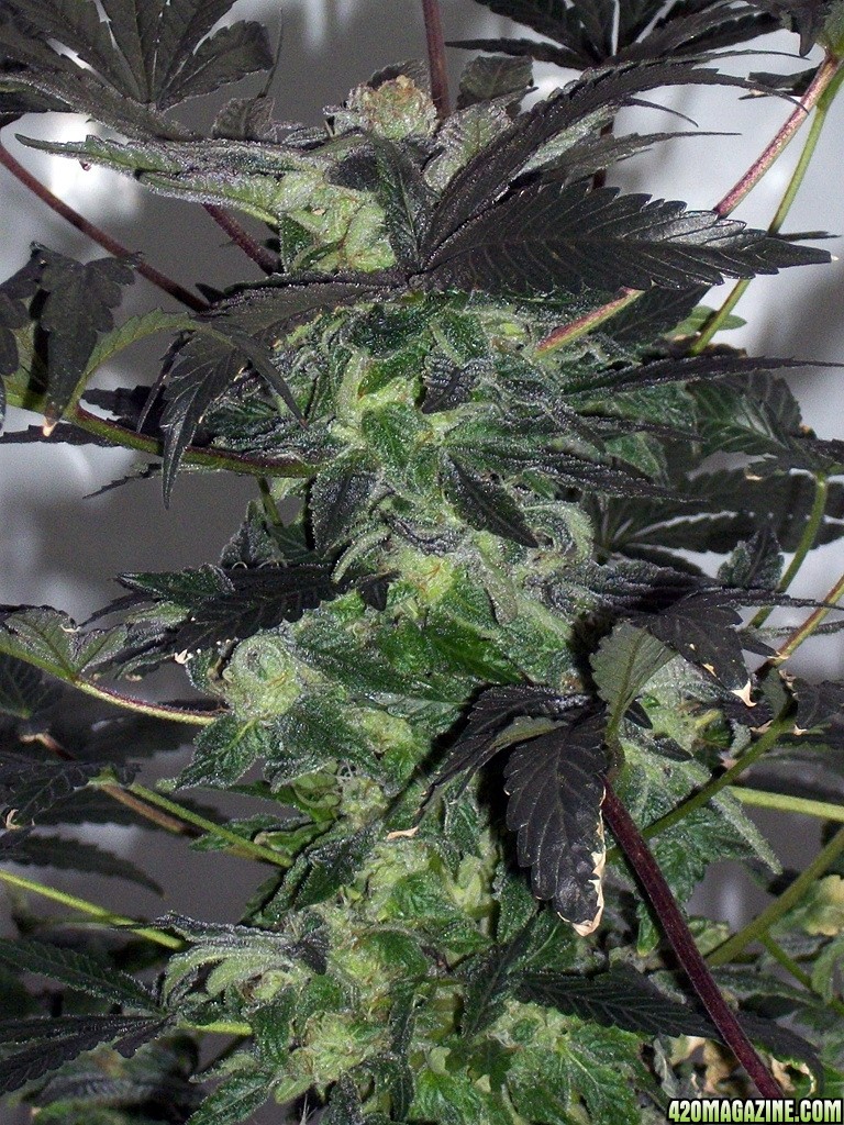 KingJohnC_s_Green_Sun_LED_Lights_Znet4_Aeroponic_Indoor_Grow_Journal_and_Review_2014-12-25_-_053.JPG