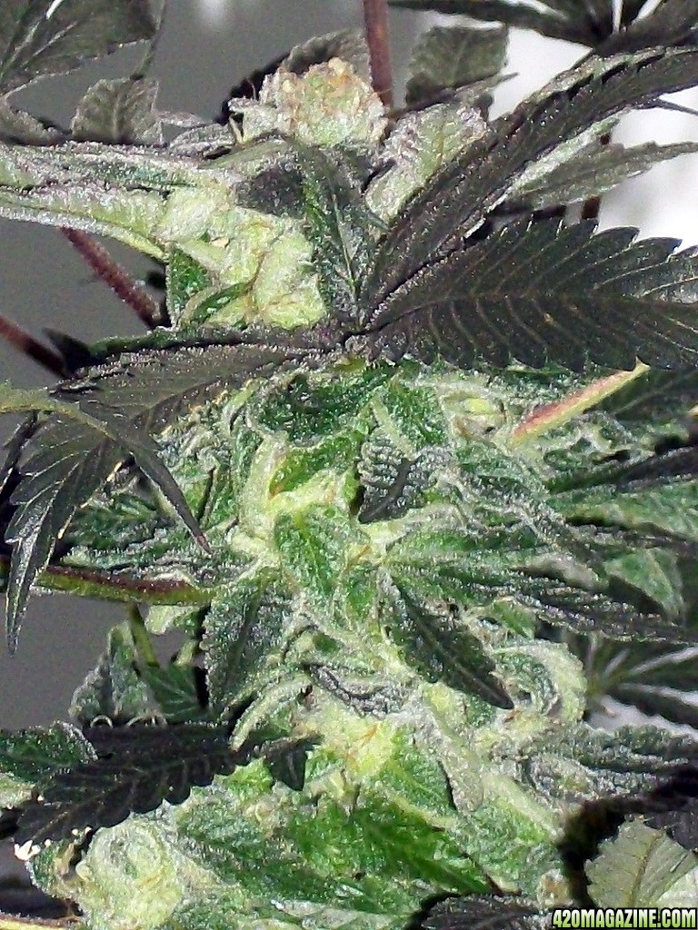 KingJohnC_s_Green_Sun_LED_Lights_Znet4_Aeroponic_Indoor_Grow_Journal_and_Review_2014-12-25_-_054.JPG