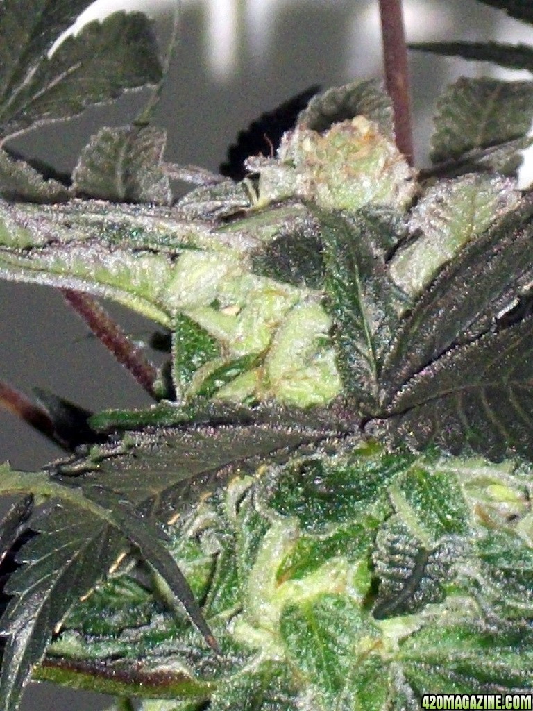 KingJohnC_s_Green_Sun_LED_Lights_Znet4_Aeroponic_Indoor_Grow_Journal_and_Review_2014-12-25_-_055.JPG