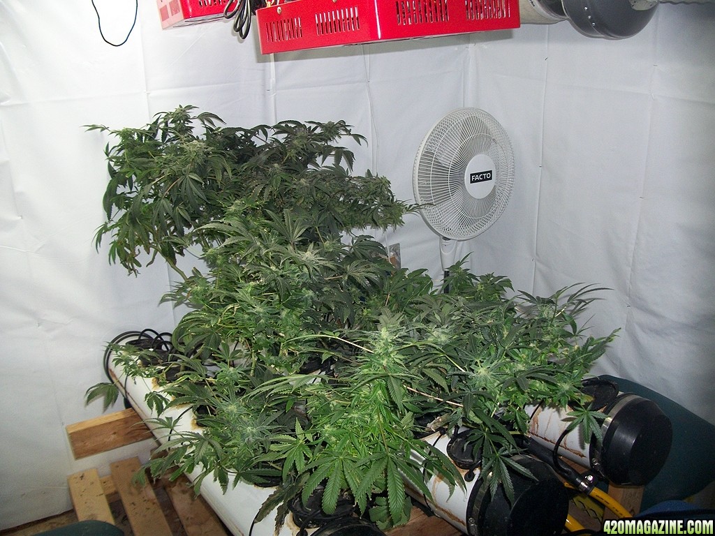KingJohnC_s_Green_Sun_LED_Lights_Znet4_Aeroponic_Indoor_Grow_Journal_and_Review_2014-12-25_-_056.JPG