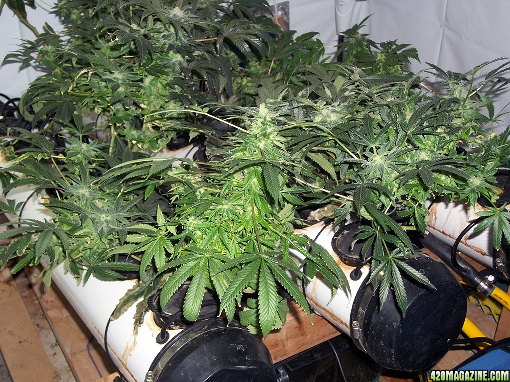 KingJohnC_s_Green_Sun_LED_Lights_Znet4_Aeroponic_Indoor_Grow_Journal_and_Review_2014-12-25_-_057.JPG