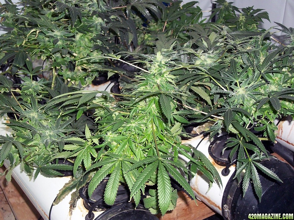 KingJohnC_s_Green_Sun_LED_Lights_Znet4_Aeroponic_Indoor_Grow_Journal_and_Review_2014-12-25_-_058.JPG