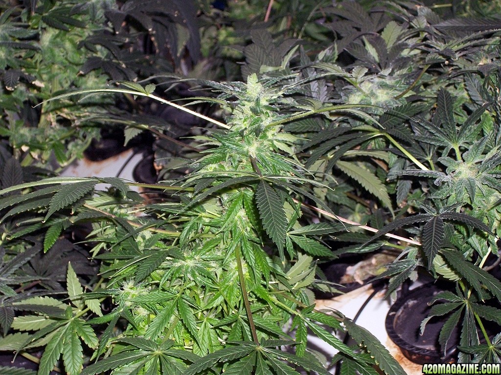 KingJohnC_s_Green_Sun_LED_Lights_Znet4_Aeroponic_Indoor_Grow_Journal_and_Review_2014-12-25_-_059.JPG