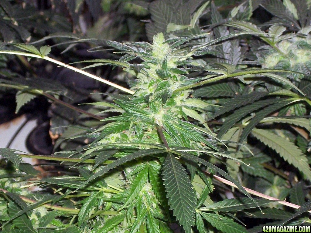 KingJohnC_s_Green_Sun_LED_Lights_Znet4_Aeroponic_Indoor_Grow_Journal_and_Review_2014-12-25_-_060.JPG