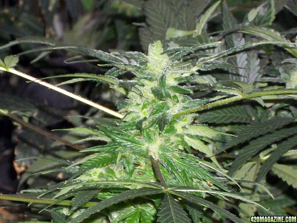 KingJohnC_s_Green_Sun_LED_Lights_Znet4_Aeroponic_Indoor_Grow_Journal_and_Review_2014-12-25_-_061.JPG