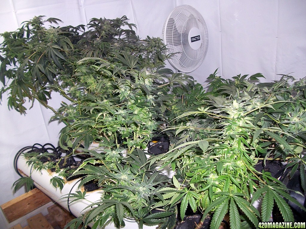 KingJohnC_s_Green_Sun_LED_Lights_Znet4_Aeroponic_Indoor_Grow_Journal_and_Review_2014-12-25_-_064.JPG
