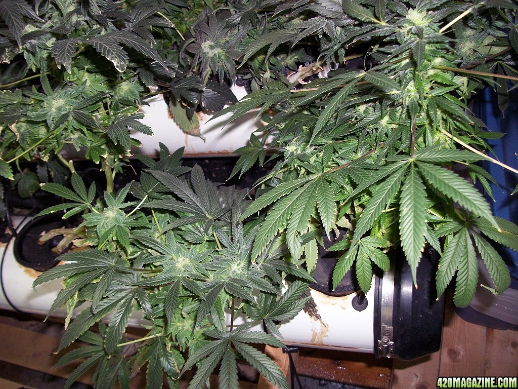 KingJohnC_s_Green_Sun_LED_Lights_Znet4_Aeroponic_Indoor_Grow_Journal_and_Review_2014-12-25_-_065.JPG