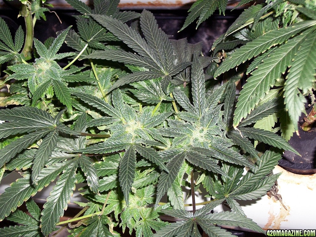 KingJohnC_s_Green_Sun_LED_Lights_Znet4_Aeroponic_Indoor_Grow_Journal_and_Review_2014-12-25_-_066.JPG