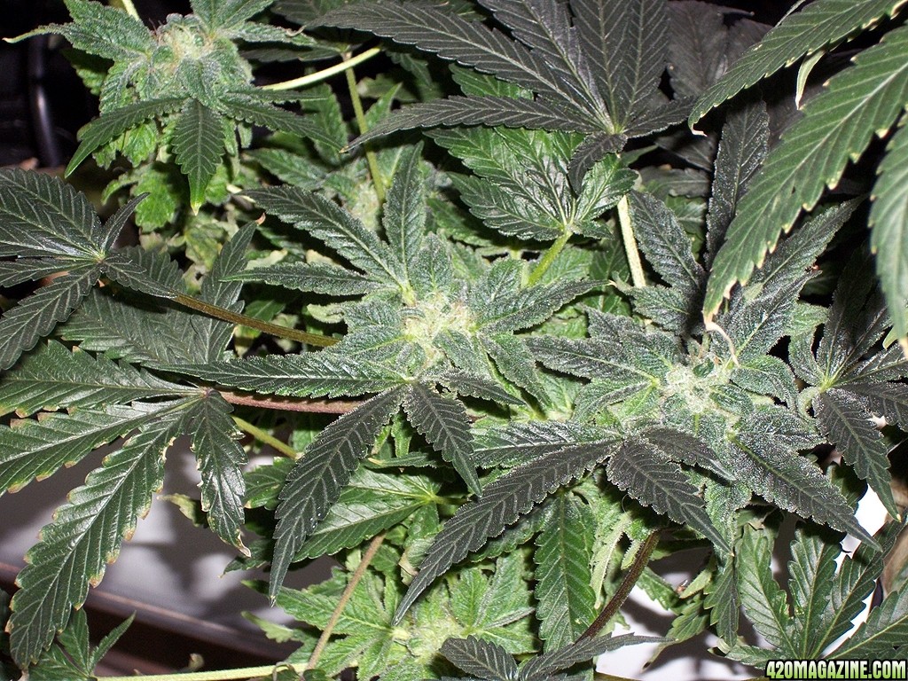 KingJohnC_s_Green_Sun_LED_Lights_Znet4_Aeroponic_Indoor_Grow_Journal_and_Review_2014-12-25_-_067.JPG