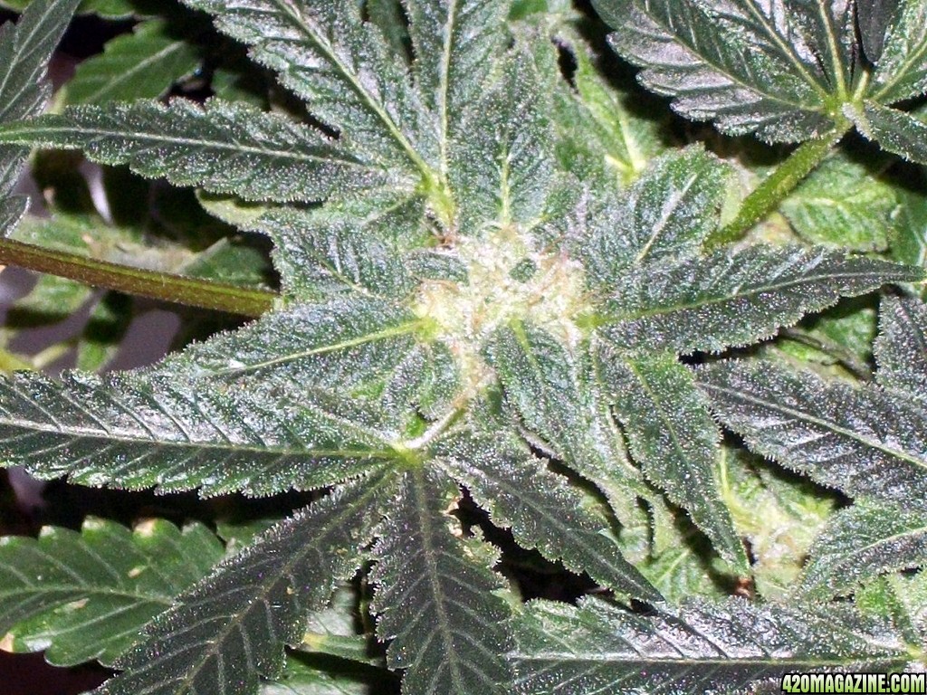 KingJohnC_s_Green_Sun_LED_Lights_Znet4_Aeroponic_Indoor_Grow_Journal_and_Review_2014-12-25_-_069.JPG