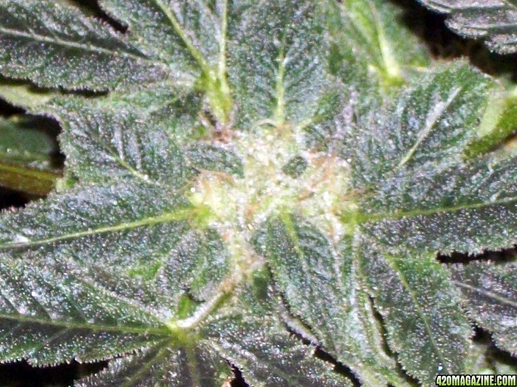 KingJohnC_s_Green_Sun_LED_Lights_Znet4_Aeroponic_Indoor_Grow_Journal_and_Review_2014-12-25_-_071.JPG