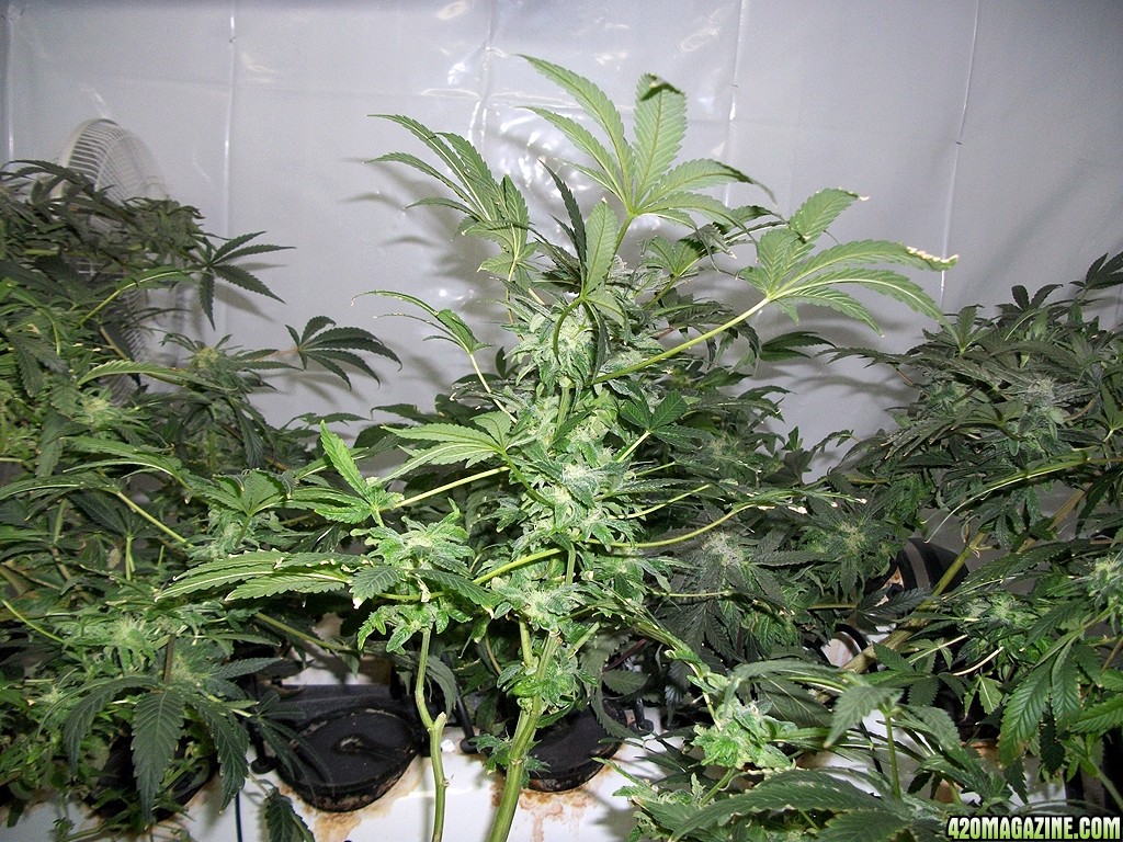 KingJohnC_s_Green_Sun_LED_Lights_Znet4_Aeroponic_Indoor_Grow_Journal_and_Review_2014-12-25_-_072.JPG