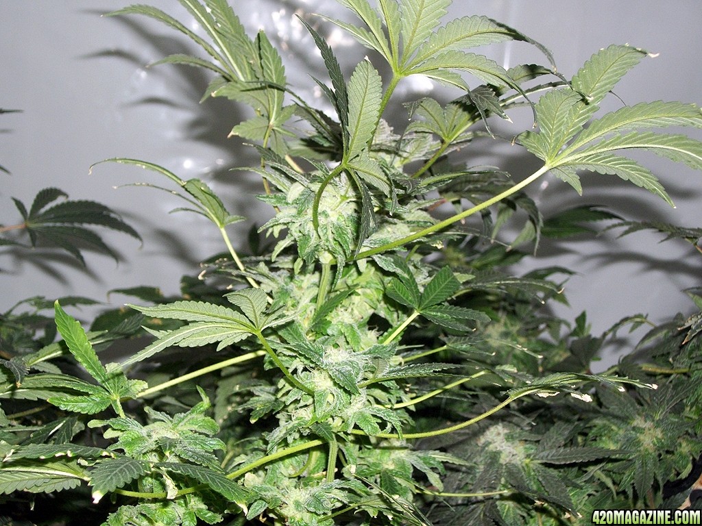 KingJohnC_s_Green_Sun_LED_Lights_Znet4_Aeroponic_Indoor_Grow_Journal_and_Review_2014-12-25_-_073.JPG