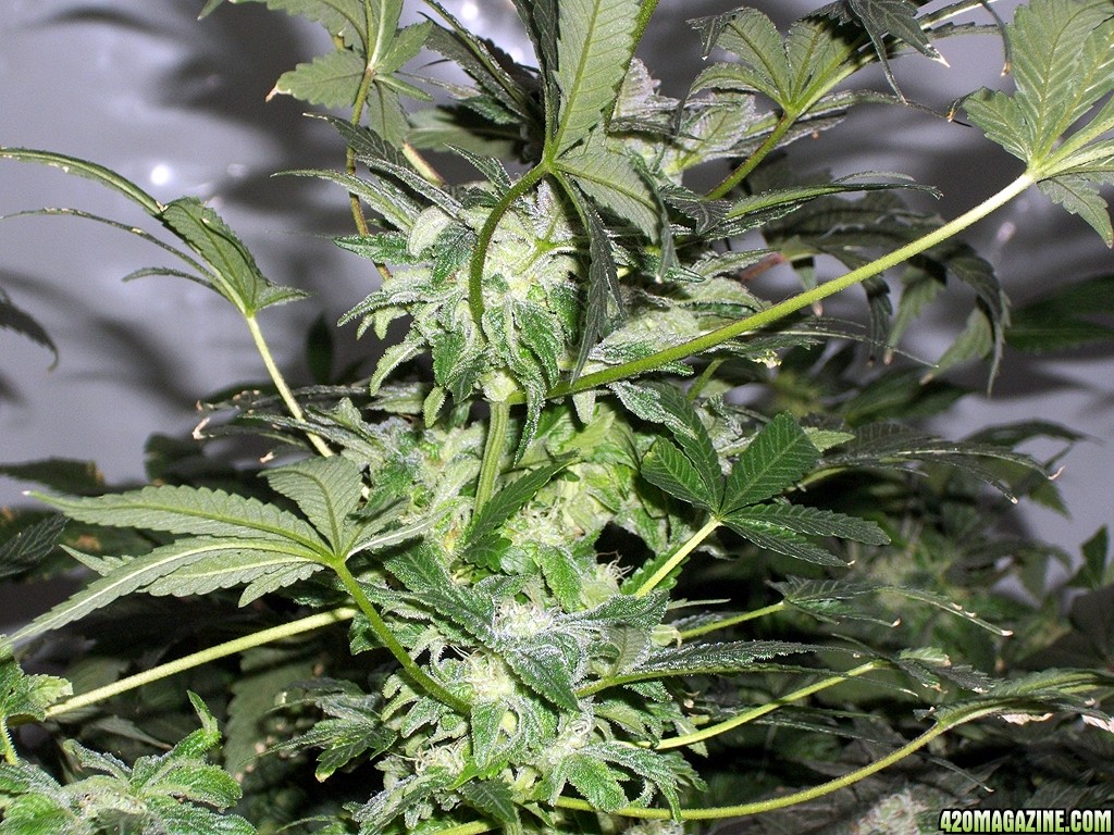KingJohnC_s_Green_Sun_LED_Lights_Znet4_Aeroponic_Indoor_Grow_Journal_and_Review_2014-12-25_-_074.JPG
