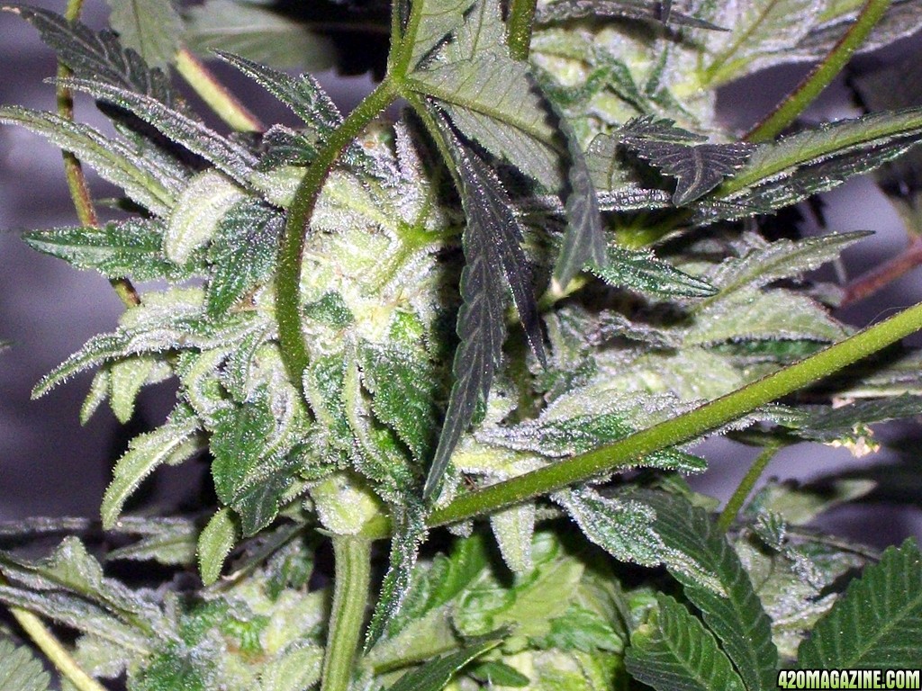 KingJohnC_s_Green_Sun_LED_Lights_Znet4_Aeroponic_Indoor_Grow_Journal_and_Review_2014-12-25_-_076.JPG