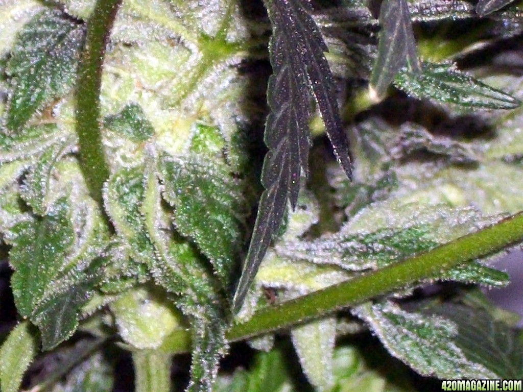 KingJohnC_s_Green_Sun_LED_Lights_Znet4_Aeroponic_Indoor_Grow_Journal_and_Review_2014-12-25_-_077.JPG