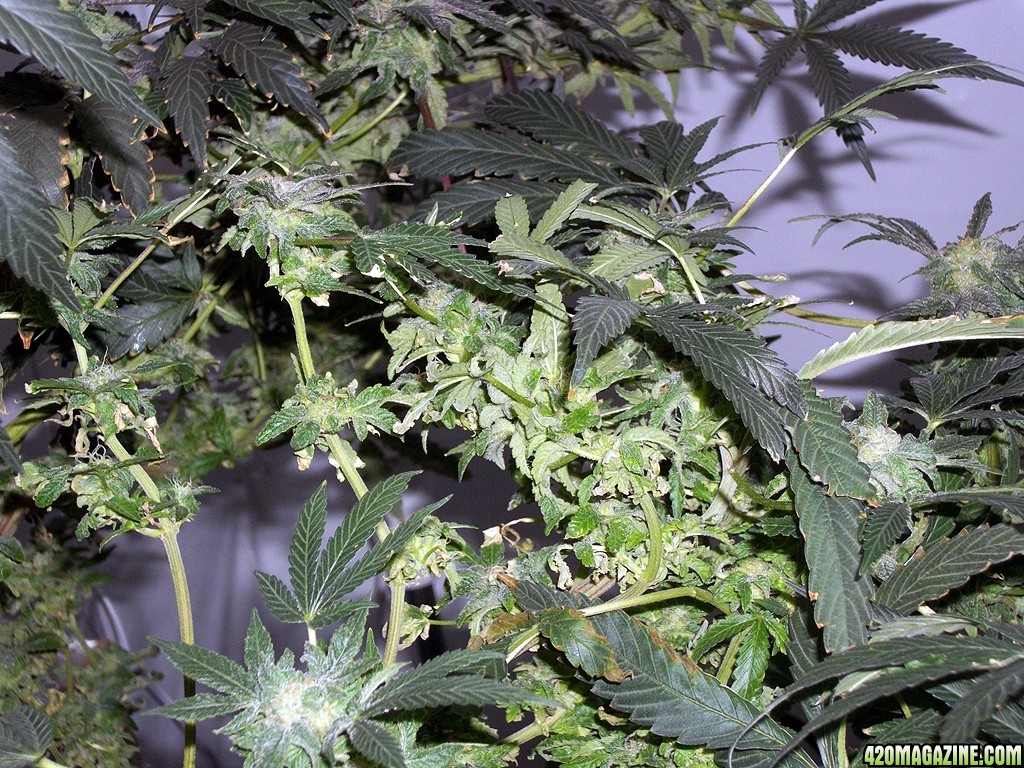 KingJohnC_s_Green_Sun_LED_Lights_Znet4_Aeroponic_Indoor_Grow_Journal_and_Review_2014-12-25_-_078.JPG