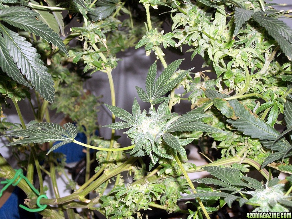 KingJohnC_s_Green_Sun_LED_Lights_Znet4_Aeroponic_Indoor_Grow_Journal_and_Review_2014-12-25_-_079.JPG