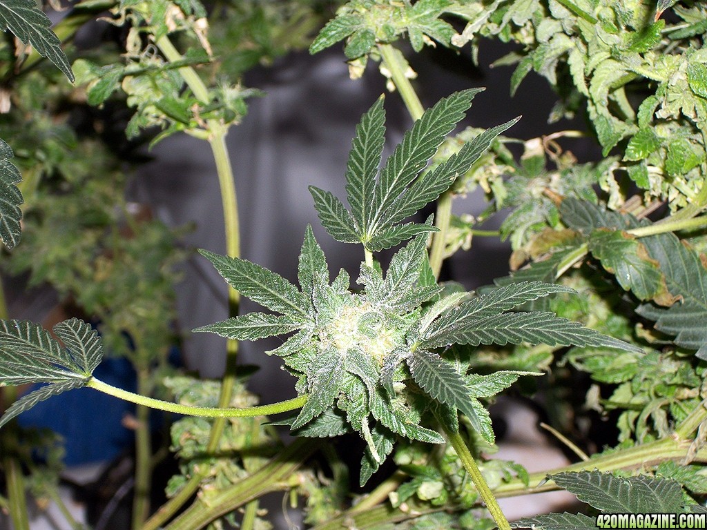 KingJohnC_s_Green_Sun_LED_Lights_Znet4_Aeroponic_Indoor_Grow_Journal_and_Review_2014-12-25_-_080.JPG