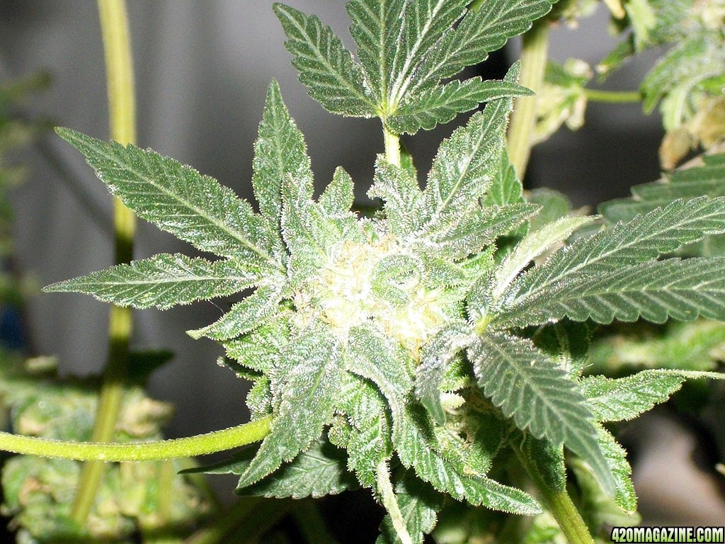 KingJohnC_s_Green_Sun_LED_Lights_Znet4_Aeroponic_Indoor_Grow_Journal_and_Review_2014-12-25_-_081.JPG