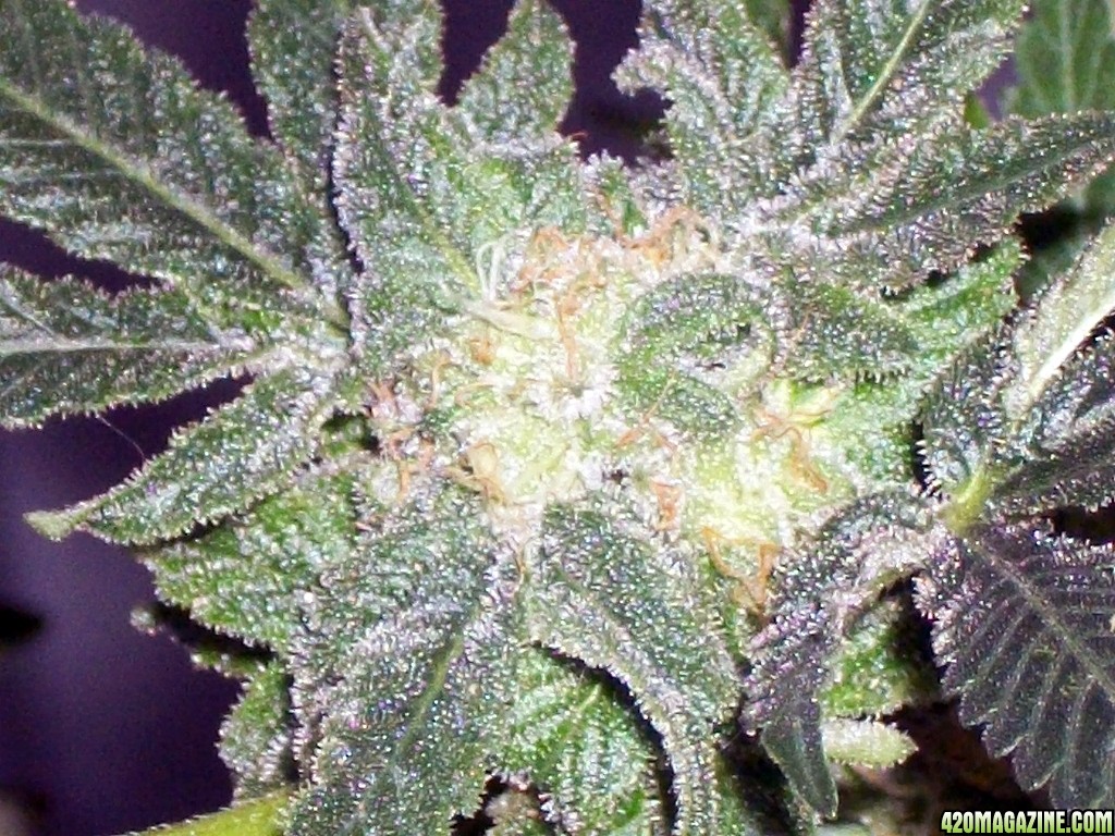 KingJohnC_s_Green_Sun_LED_Lights_Znet4_Aeroponic_Indoor_Grow_Journal_and_Review_2014-12-25_-_083.JPG