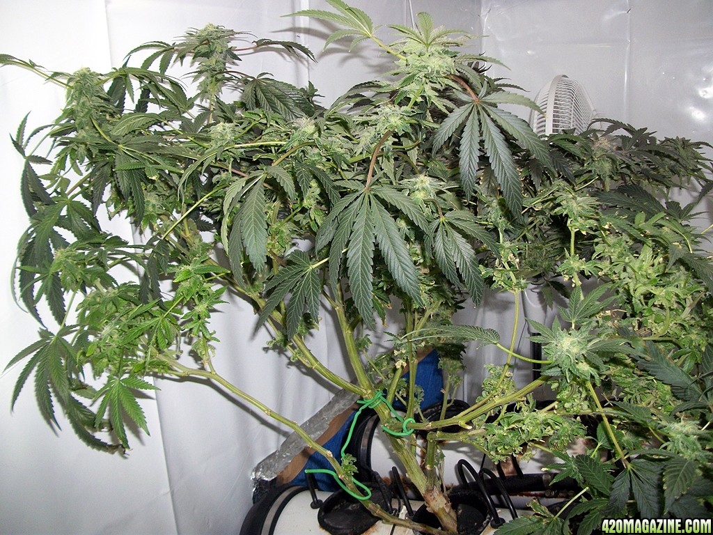 KingJohnC_s_Green_Sun_LED_Lights_Znet4_Aeroponic_Indoor_Grow_Journal_and_Review_2014-12-25_-_084.JPG