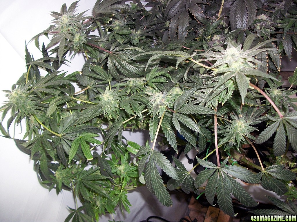 KingJohnC_s_Green_Sun_LED_Lights_Znet4_Aeroponic_Indoor_Grow_Journal_and_Review_2014-12-25_-_085.JPG