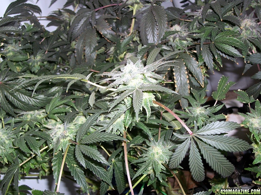 KingJohnC_s_Green_Sun_LED_Lights_Znet4_Aeroponic_Indoor_Grow_Journal_and_Review_2014-12-25_-_086.JPG