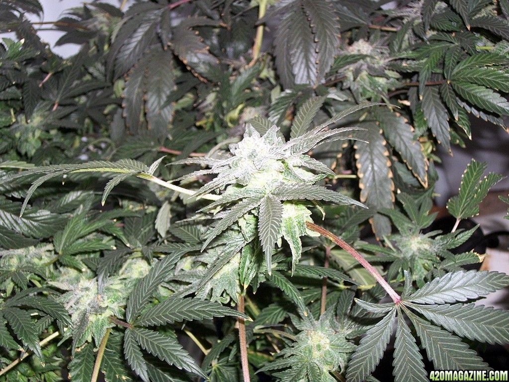 KingJohnC_s_Green_Sun_LED_Lights_Znet4_Aeroponic_Indoor_Grow_Journal_and_Review_2014-12-25_-_087.JPG