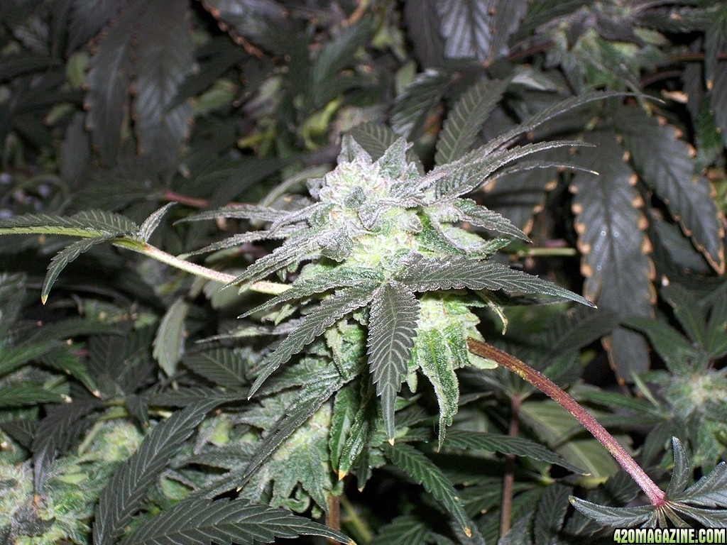 KingJohnC_s_Green_Sun_LED_Lights_Znet4_Aeroponic_Indoor_Grow_Journal_and_Review_2014-12-25_-_088.JPG