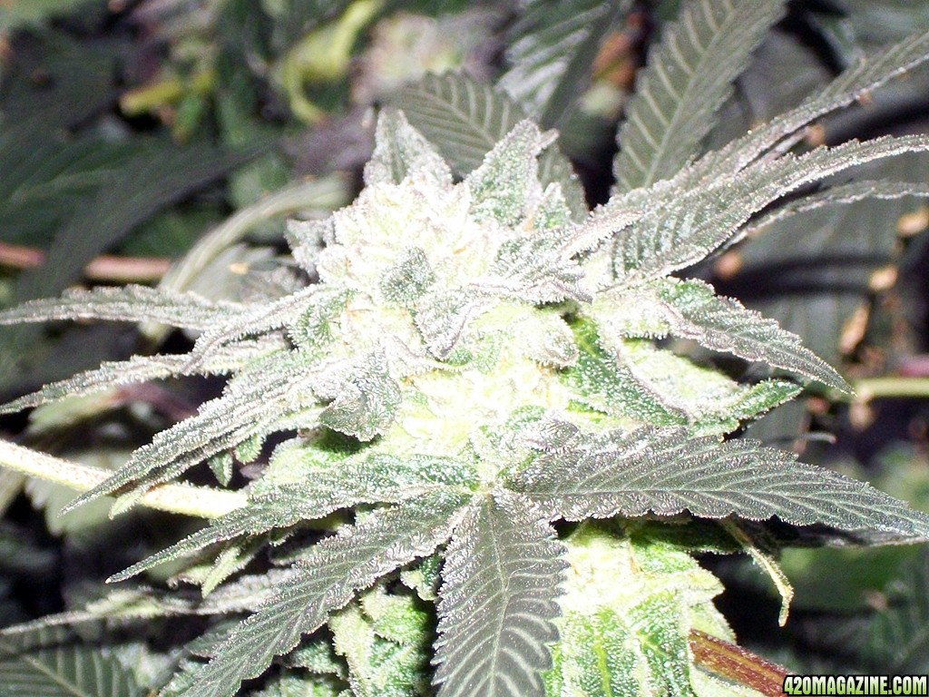 KingJohnC_s_Green_Sun_LED_Lights_Znet4_Aeroponic_Indoor_Grow_Journal_and_Review_2014-12-25_-_089.JPG